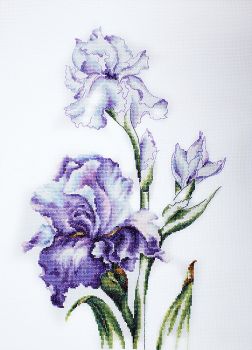 Ирисы В2251