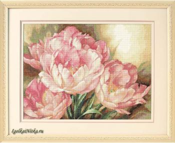 Tulip Trio 35175  / Трио тюльпанов