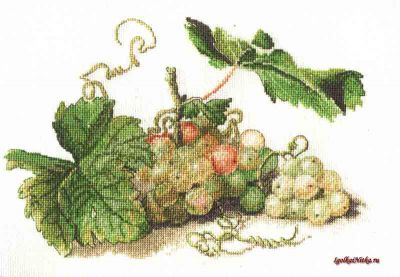 Spring of Grapes 06.001.18 / Ветка винограда
