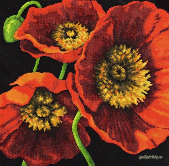Red Poppy Trio 71-20073 / Трио красных маков