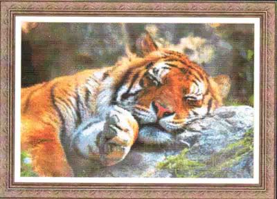 Tiger Dreams 97453 / Сны тигра