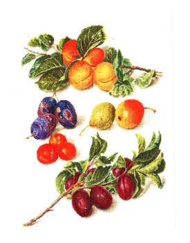 Peaches and Plums  3062 / Персики и сливы