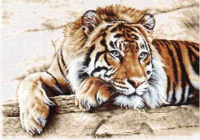 Tiger 579 / Тигр