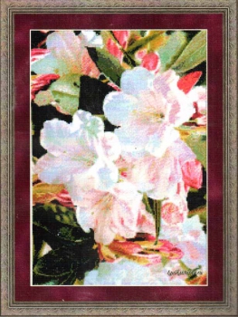 Mornings glory  99647 / Утреннее великолепие