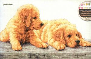 Golden Retriever Puppies 70-35309 / Золотые Щенки Ретривера