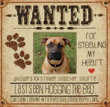 Dog wanted 70-35316 / Розыск Собаки