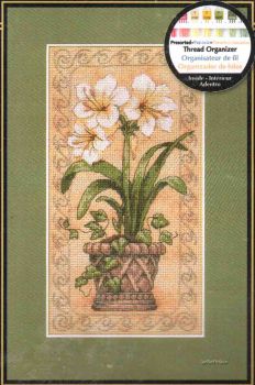 Amaryllis in Bloom 6912 / Амариллисы в Цвету