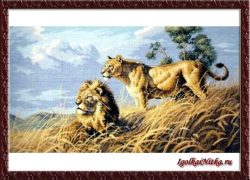 African Lions 3866 / Африканские львы
